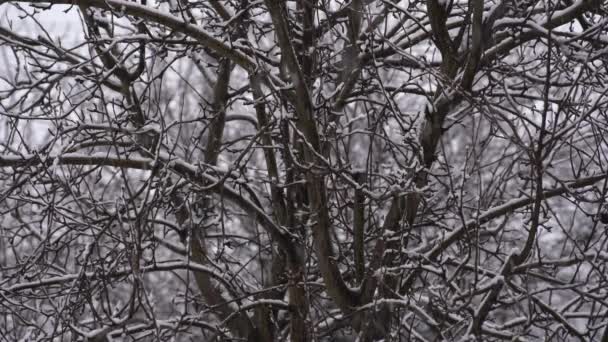 Sněhové Vločky Padající Zimě Tmavé Pozadí Strom Ukrajina Volně Létající — Stock video