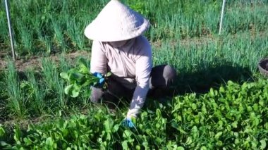 Hoi An, Vietnam - 7 Temmuz 2020: Vietnamlı yaşlı kadın Hoi An şehri yakınlarındaki bir vejetaryen köyünde çalışıyor.