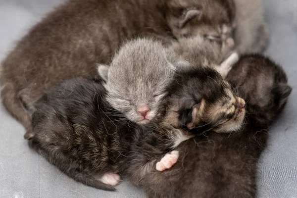 目を閉じて小さな新生児の子猫が猫を待っています かわいい面白い家のペット 家畜を閉めろ 人生の初日に目の見えない子猫 ストック写真