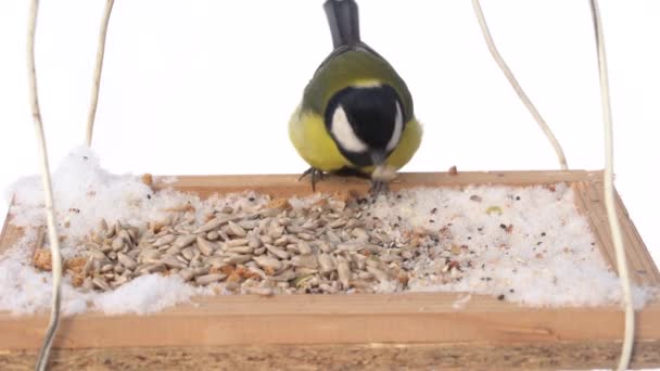 Great Tit Parus Major Feeder Winter Close Slow Motion Ukraine — Stockvideo