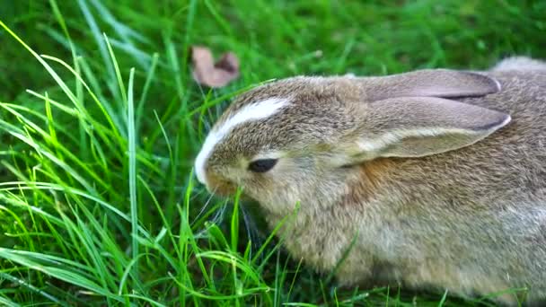 Joven Conejo Lindo Sobre Hierba Verde Comiendo Cerca Concepto Animales — Vídeos de Stock