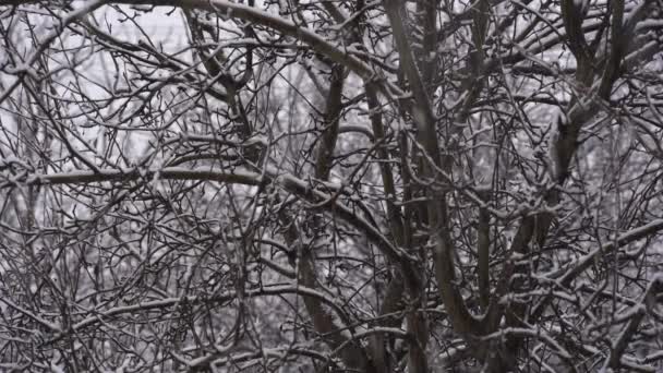 Kışın Düşen Kar Taneleri Karanlık Arka Plan Ağaç Ukrayna Rüzgarda — Stok video