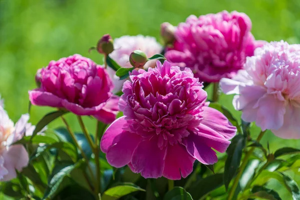Красивый Букет Цветов Розовые Пионы Саду Украина Красочные Пионы Природе — стоковое фото