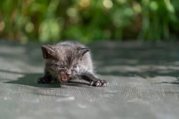 Pequeno Gatinho Cinza Escuro Recém Nascido Está Esperando Gato Bonitos — Fotografia de Stock