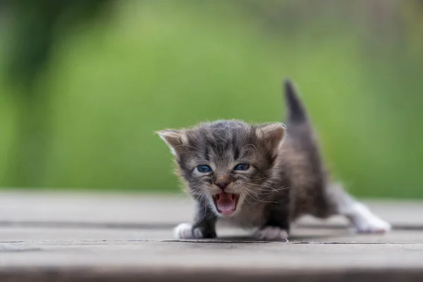 Piccolo Gattino Grigio Appena Nato Sta Aspettando Gatto Carino Simpatici Foto Stock