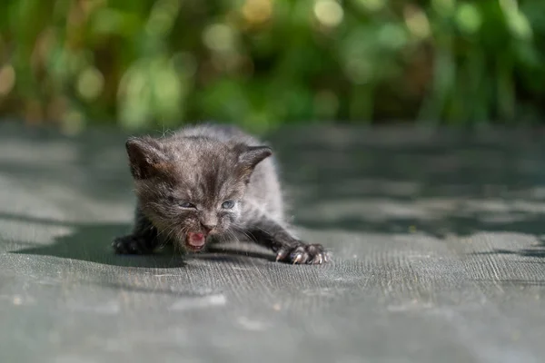 Kis Újszülött Sötétszürke Cica Várja Macskát Aranyos Vicces Háziállatok Háziállat Stock Kép