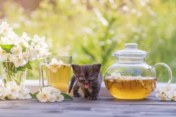 Petit Chaton Gris Nouveau Près Une Tisane Dans Une Théière Images De Stock Libres De Droits