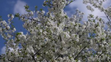 Baharda, kiraz ağacı beyaz çiçeklerle çiçek açar. Meyve bahçesinde çiçek açan ağaç. Çiçek açan dallar ağaçta sallanıyor mavi gökyüzüne karşı, yakın planda..