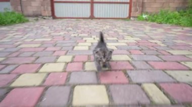 Bahçede koşan küçük gri kedi yavrusu. Bir aylık hayatında sevimli bir kedi yavrusu. Evcil hayvanı kapat, açık havada.