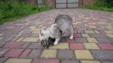 Anne kedi, yeni doğmuş kedi yavrusuyla dışarıda koşuyor. Anne kedi yavrusunu tenha bir yerde taşıyor. Evcil hayvanı kapatın.