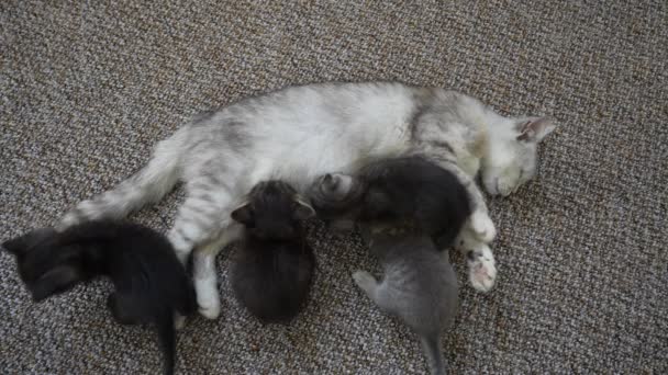 Mamá Gato Lado Gatitos Pequeños Gatitos Recién Nacidos Con Madre — Vídeos de Stock