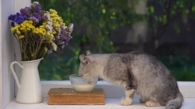 Pencerenin kenarındaki cam kaseden süt içen sevimli küçük gri kedi, kapat.