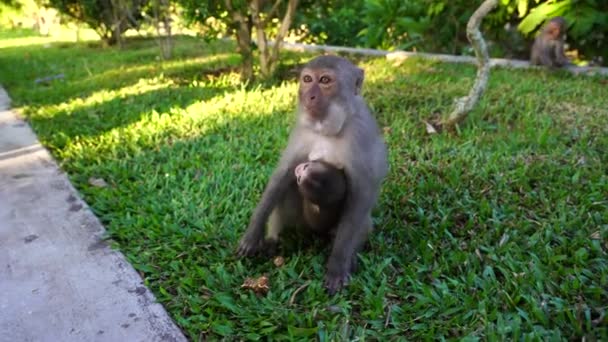 Maman Singe Sauvage Avec Son Bébé Dans Parc Mange Nourriture — Video