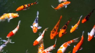 Bir grup Koi ya da jinli ya da nishikigoi ya da brocaf sazan balığı - Amur sazan balığı ya da Cyprinus rubrofuscus 'un açık koi havuzlarında ya da Vietnam, Danang' daki su bahçelerinde saklanan renkli türleri, yakın plan.