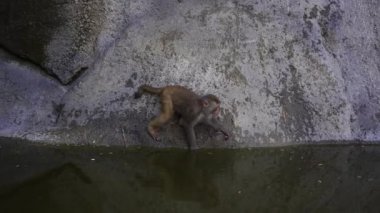 Wild monkey family on rock with pond near city Da Nang, Vietnam. Wild monkeys in the nature
