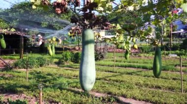 Hoi An, Vietnam yakınlarındaki bir vejetaryen köyünde büyüyen yeşil sebze kabağını kapatın.