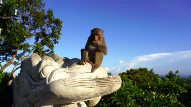 Portrét Divoké Opice Sedící Kamenné Soše Draka Buddhistickém Chrámu Danangu — Stock video