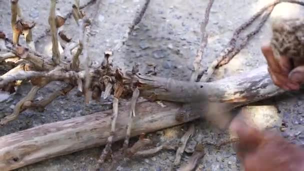 Вьетнамский Мужчина Руки Ножом Обрезает Ветви Деревьев Сушки Затем Продажи — стоковое видео