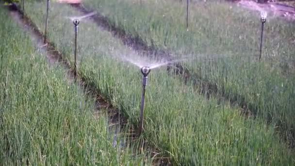 庭で緑のタマネギを散水のクローズアップ ベトナムのホイアン市の近くの菜食主義者の村で水が落ちます 野菜やハーブの自動散水システム — ストック動画