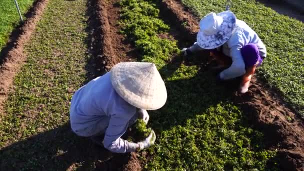 베트남 2020 베트남의 여성들 베트남 근처의 채식주의자 마을에서 정원에서 일하고 — 비디오
