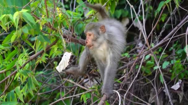 Famiglia Scimmie Selvatiche Nella Foresta Pluviale Vicino Alla Città Nang — Video Stock