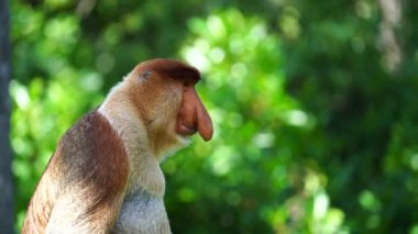 Borneo, Malezya 'nın yağmur ormanlarındaki vahşi hortumlu maymun ya da Nasalis larvası, yaklaşın.
