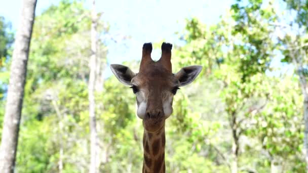 Zamknij Portret Głowy Żyrafy Naturze Dzikie Zwierzęta Afrykańskie — Wideo stockowe