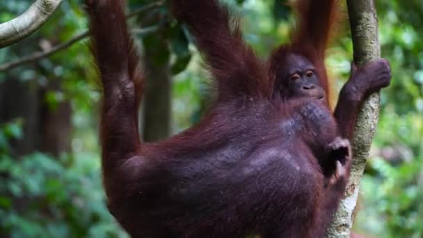 Orangotango Selvagem Perigo Floresta Tropical Ilha Bornéu Malásia Perto Macaco — Vídeo de Stock