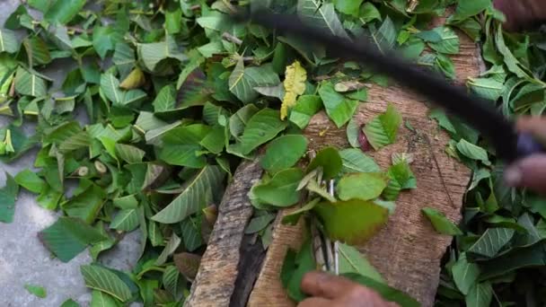 베트남 사람들은 가지를 기침약 위하여 베트남 — 비디오