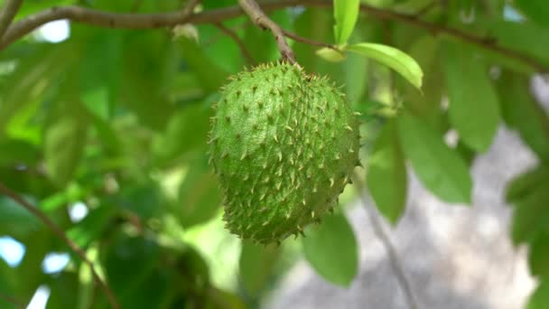 Πράσινα Φρέσκα Τροπικά Φρούτα Soursop Annona Muricata Sirsak Ακόμα Κρέμονται — Αρχείο Βίντεο