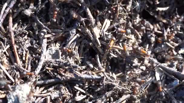 森林里的大蚁丘夏天森林里有一群蚂蚁的大蚁群 蚂蚁山上的蚂蚁在森林里的特写 — 图库视频影像
