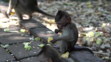 Ubud, Bali, Endonezya 'daki kutsal maymun ormanlarında vahşi maymun ailesi. Maymun orman parkı seyahat yerleri ve Asya 'da maymunların vahşi yaşam ortamında yaşadığı turistik yerler.