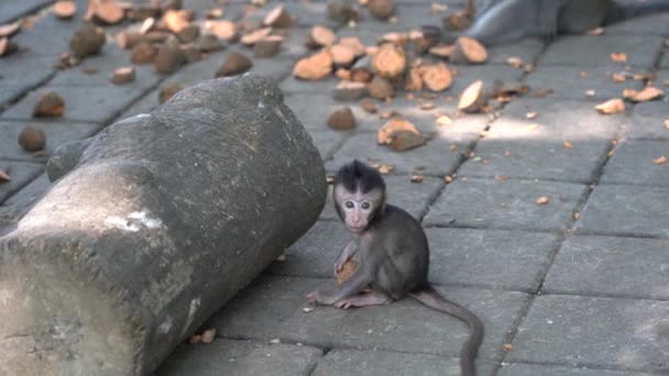 インドネシアのバリ島 ウブドの神聖な猿の森で野生の猿の家族 サルの森公園は 野生動物の生息するアジアのランドマークや観光地を旅行します — ストック動画