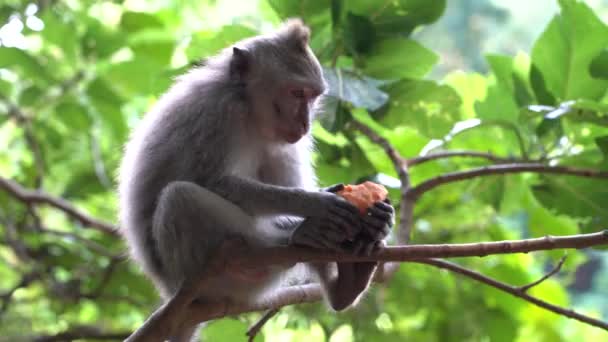 インドネシアのバリ島 ウブドの神聖な猿の森で野生の猿の家族 サルの森公園は 野生動物の生息するアジアのランドマークや観光地を旅行します — ストック動画