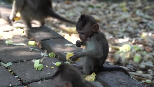 Rodina Divokých Opic Posvátném Opičím Lese Ubud Ostrov Bali Indonésie — Stock video