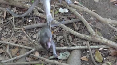 Ubud, Bali, Endonezya 'daki kutsal maymun ormanlarında vahşi maymun ailesi. Maymun orman parkı seyahat yerleri ve Asya 'da maymunların vahşi yaşam ortamında yaşadığı turistik yerler.