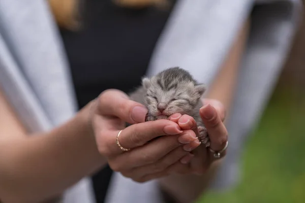 Adorable little newborn kitten sleeping in girl hands, close up. Very small cute one day old gray kitten in female hands outdoors. Animal protection concept. Blind kitten on the first day of life