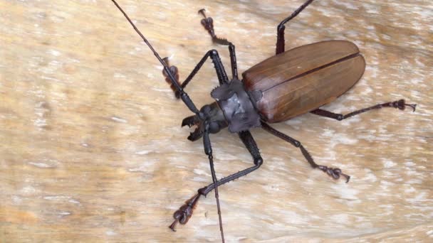 パンガン島の巨大なフィジーのロングホーンビートル 閉じろマクロ 大型熱帯性甲虫種Xxuthus Herosは 大型生物昆虫種の一つです — ストック動画