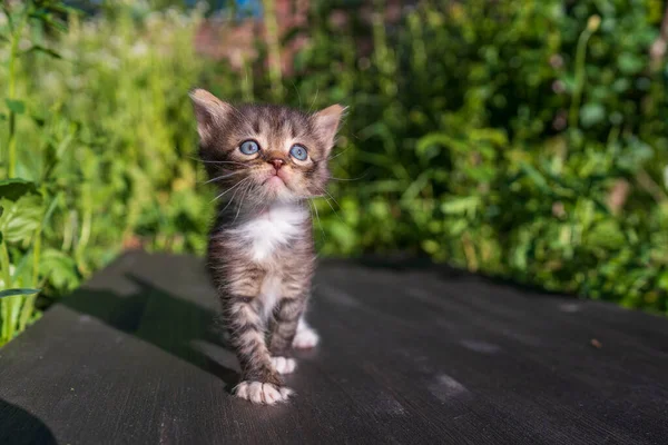 Little Newborn Gray Kitten Waiting Cat Cute Funny Home Pets — Stock Photo, Image