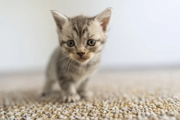 新生児の灰色の子猫が猫を待っている かわいい面白い家のペット 家畜を閉めろ 家の中での生活の1ヶ月で子猫 — ストック写真