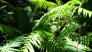 Yürüyüş yolu ve vahşi yaşam ile orman açık güneşli bir günde Zanzibar adasında, Tanzanya, Doğu Afrika