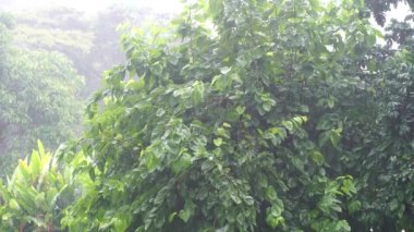 Doğu Afrika 'daki Tanzanya' daki yeşil ağaç yapraklarına tropik yağmur damlaları düşüyor. Doğa ve çevre kavramı