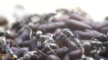 Karınca ve karınca yuvası, Tanzanya, Doğu Afrika
