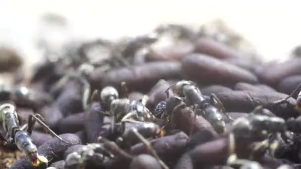 Ameise Und Ameisennest Aus Nächster Nähe Tansania Ostafrika — Stockvideo