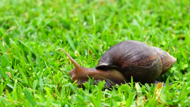 Große Schnecke Schneckenhaus Kriecht Auf Grünem Gras Sommertag Garten Arusha — Stockvideo