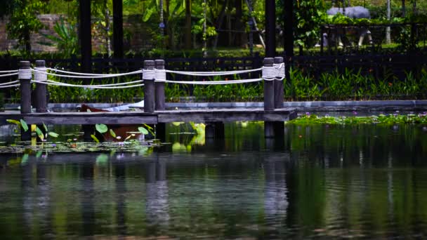 Holzsteg Auf Einem Teich Einem Tropischen Garten Danang Vietnam Reise — Stockvideo