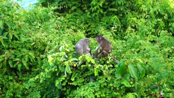 越南大农市附近热带雨林中的野生猴子家庭 大自然中的野生猴子 — 图库视频影像