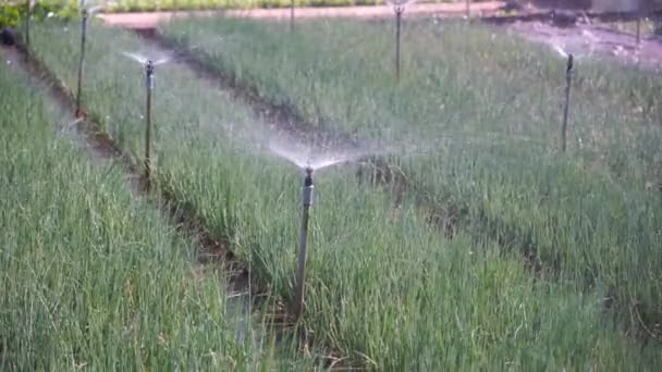 Dekat Dengan Air Bawang Hijau Kebun Tetesan Air Desa Vegetarian — Stok Video