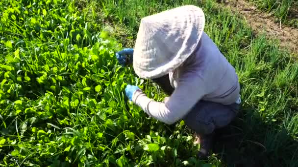 Vietnamesisk Gammal Kvinna Arbetar Trädgården Vegetarisk Nära Hoi City Vietnam — Stockvideo