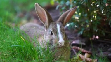 Yeşil çimenlerin üzerinde genç, şirin bir tavşan, yakın çekim. Hayvanlar ve doğa kavramı. Kyiv, Ukrayna